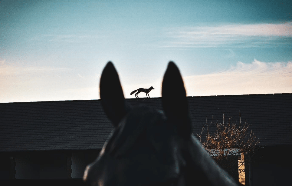 Punchestown Racecourse